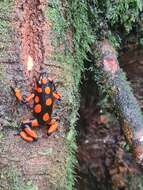 Image of Oophaga solanensis Posso-Terranova & Andrés 2018