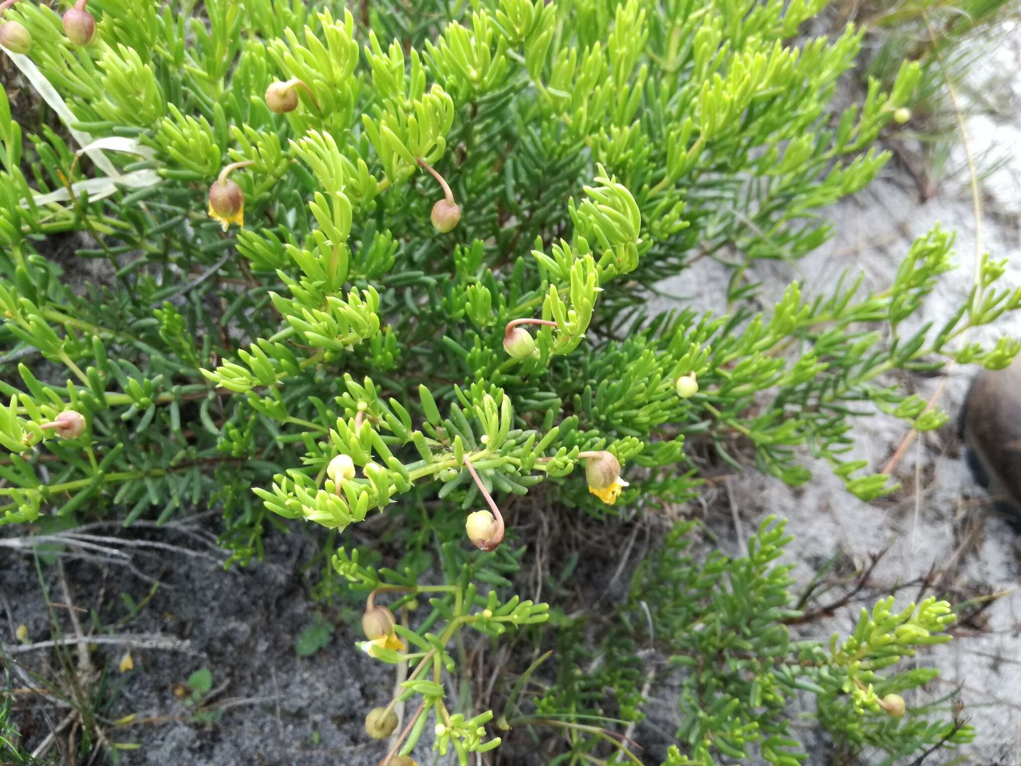 Image of Roepera spinosa (L.) Beier & Thulin