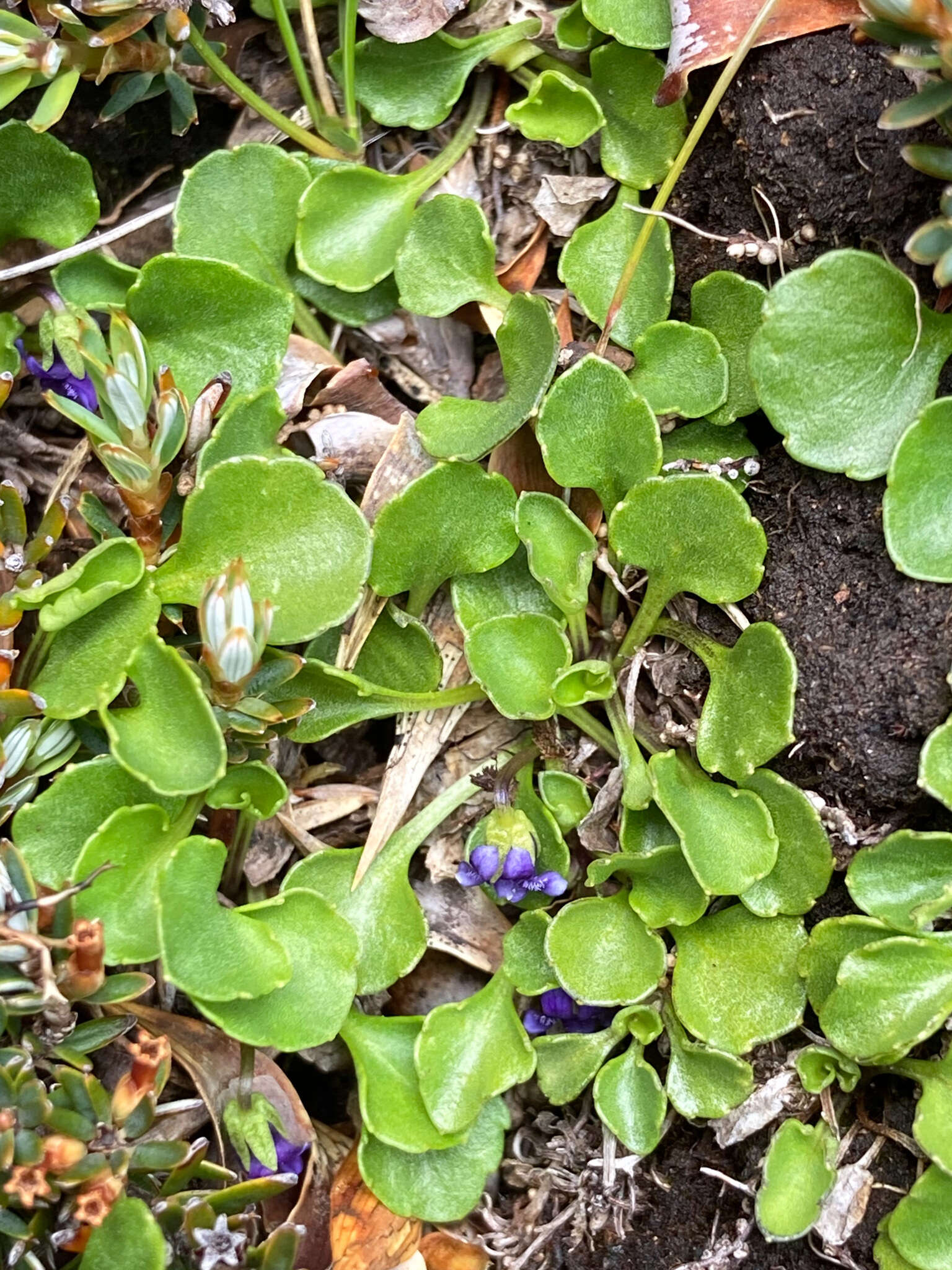 Image of Viola fuscoviolacea (L. G. Adams) T. A. James