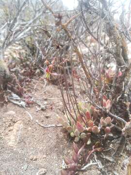 Image of Cotyledon papillaris (L.) L. fil.