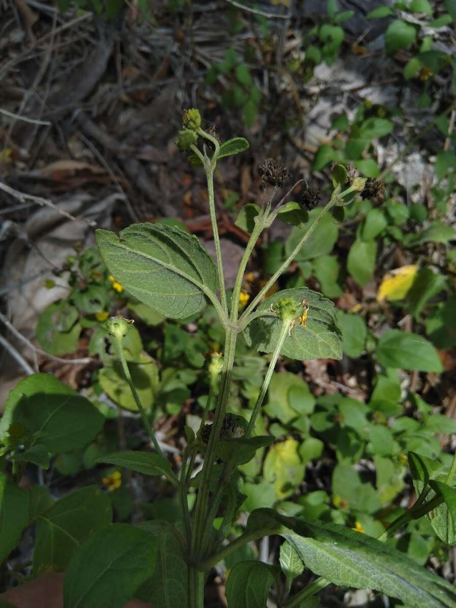 صورة Wollastonia uniflora (Spreng.) W. R. B. Oliv.