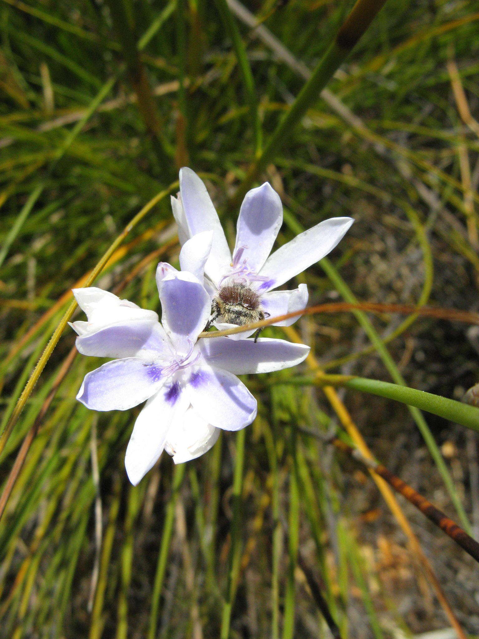 Imagem de Thereianthus ixioides G. J. Lewis