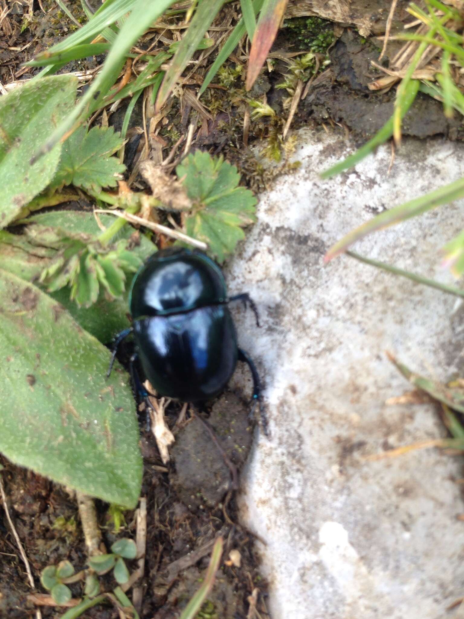 Image of Trypocopris vernalis (Linnaeus 1758)