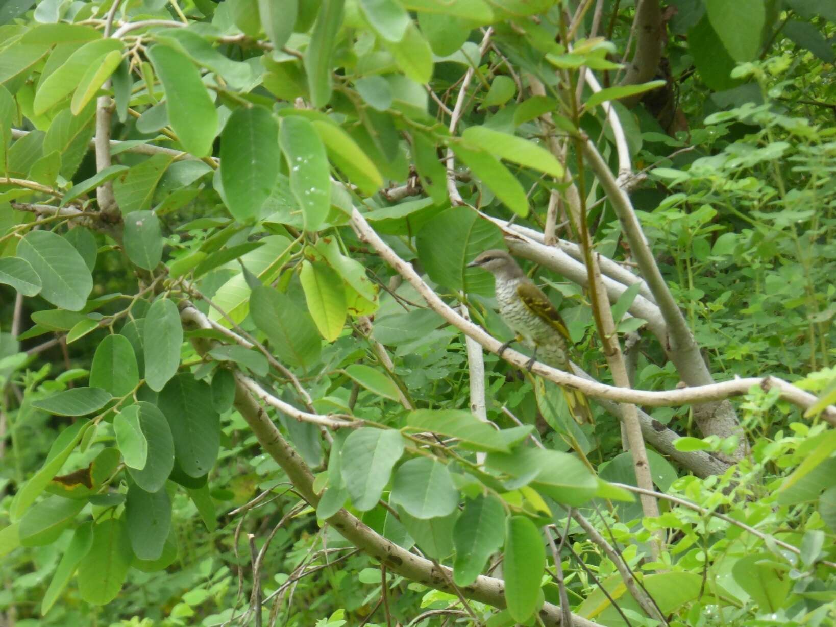 Image of Red-shouldered Cuckoo-shrike