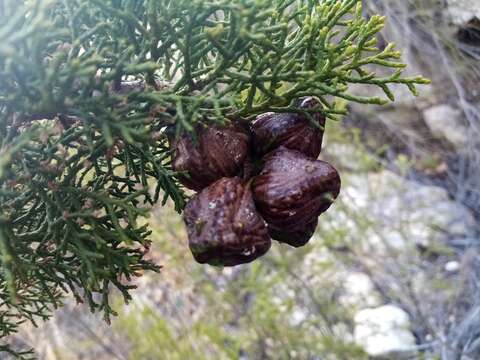 Image of Willowmore Cypress