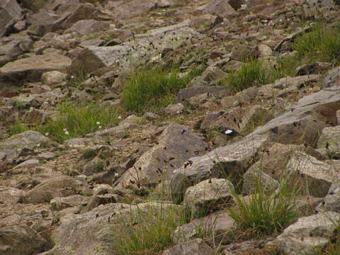 Image of Güldenstädt's Redstart