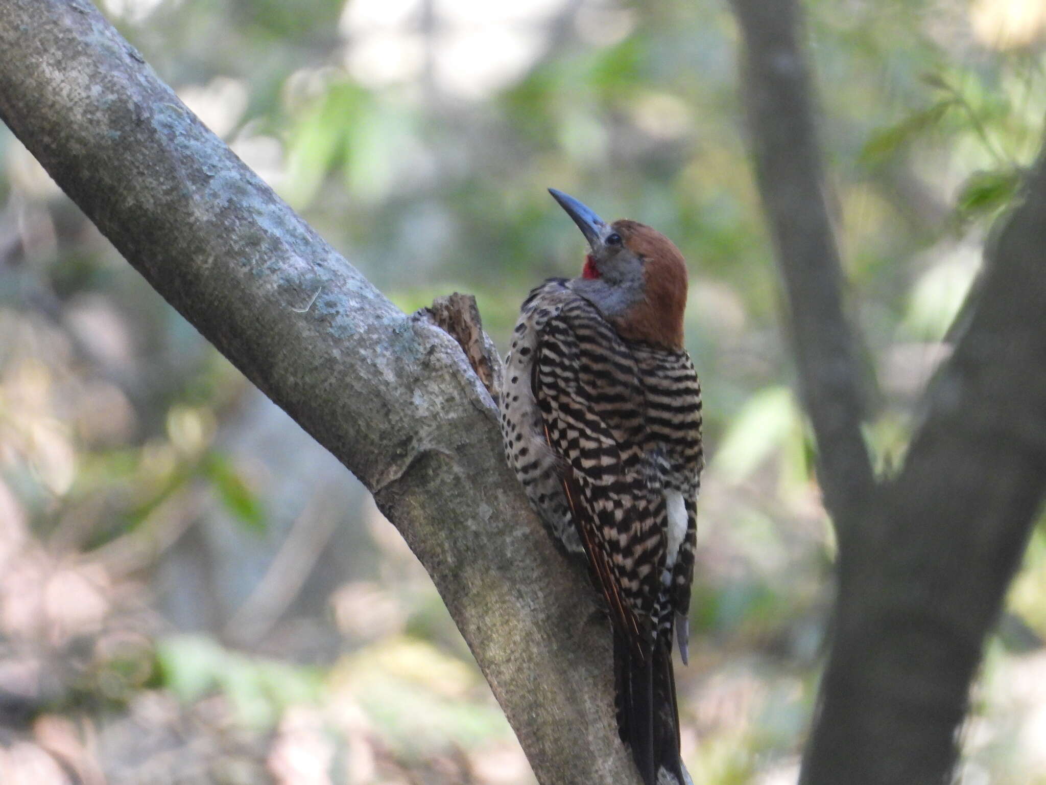 Sivun Colaptes auratus mexicanoides Lafresnaye 1844 kuva