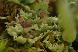 Image of cup lichen