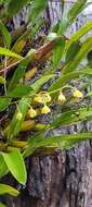 Image of Lily-of-the-valley orchid