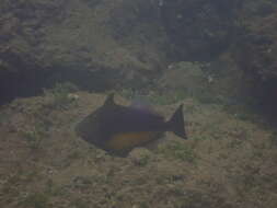 Image of Orangeside Triggerfish