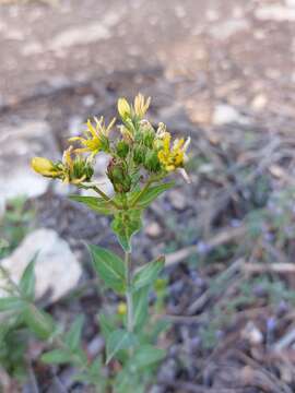 Imagem de Hypericum perfoliatum L.