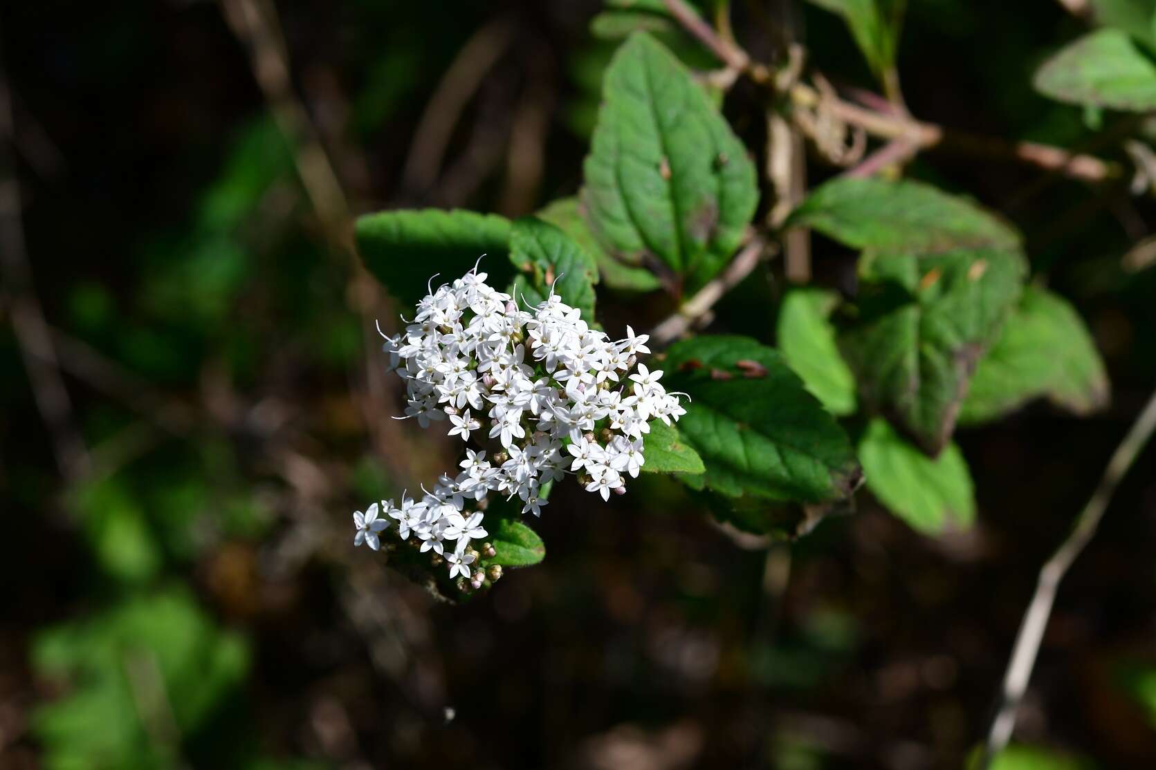 Stevia tomentosa Kunth resmi