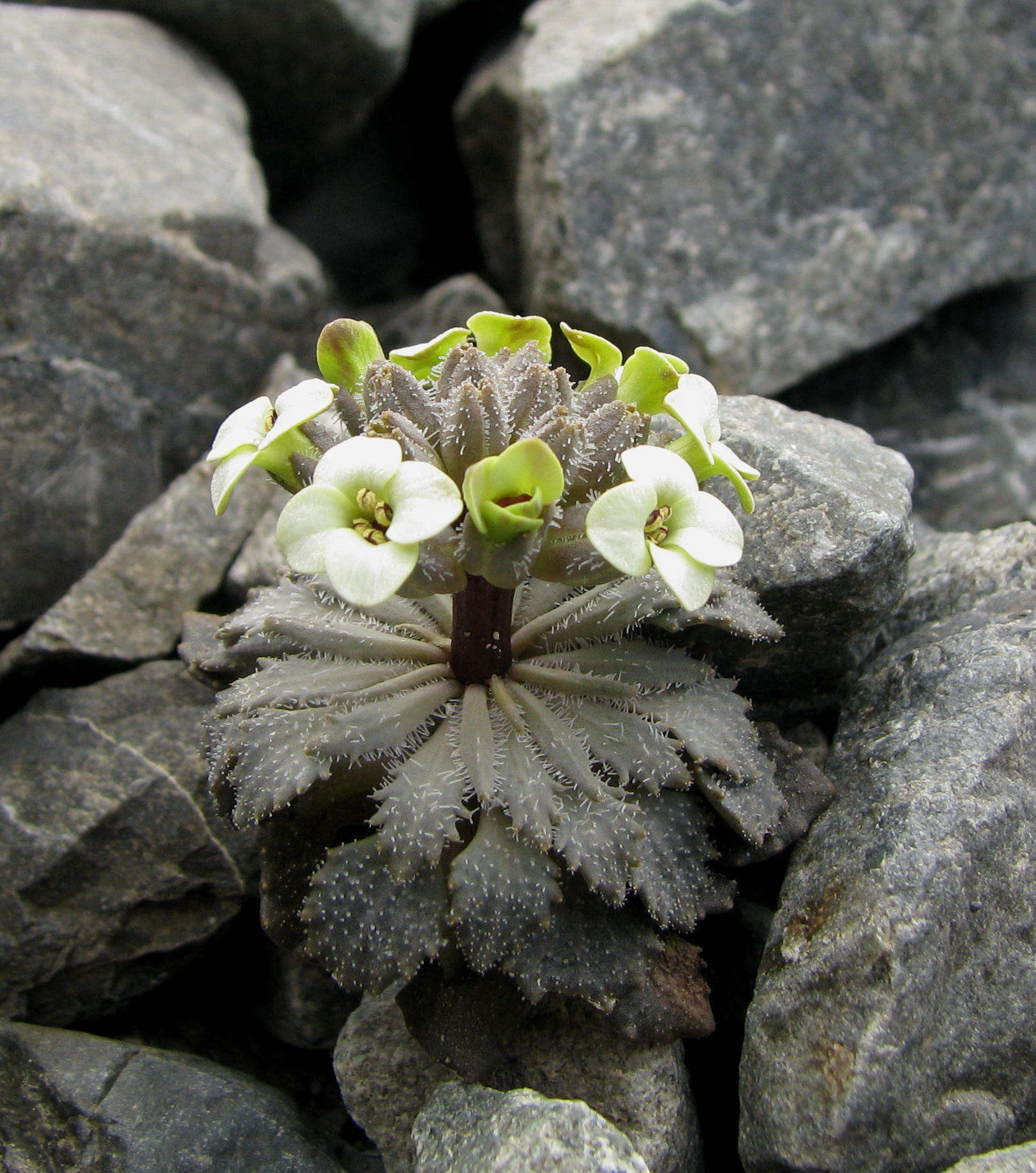 Слика од Notothlaspi rosulatum Hook. fil.