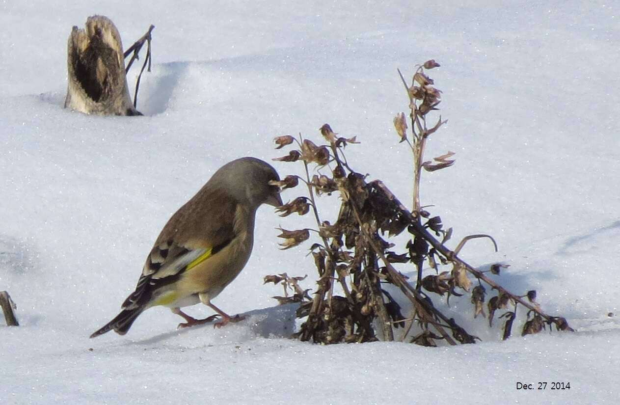 Image of Grey-capped Greenfinch