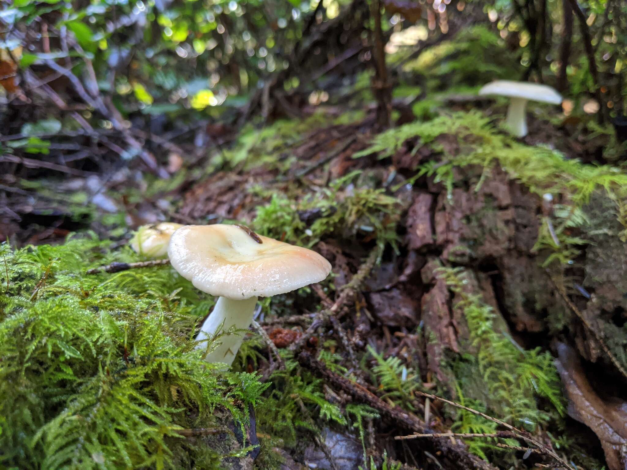 Sivun Russula bicolor Burl. 1913 kuva