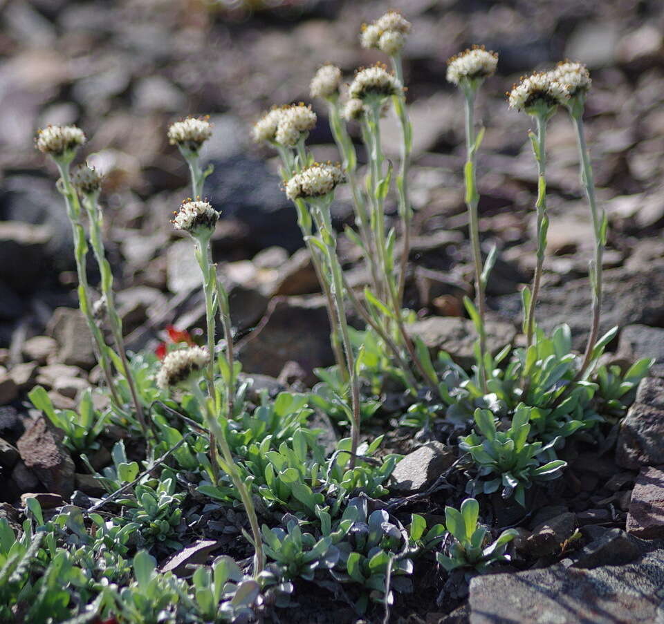 Antennaria friesiana (Trautv.) Ekman resmi