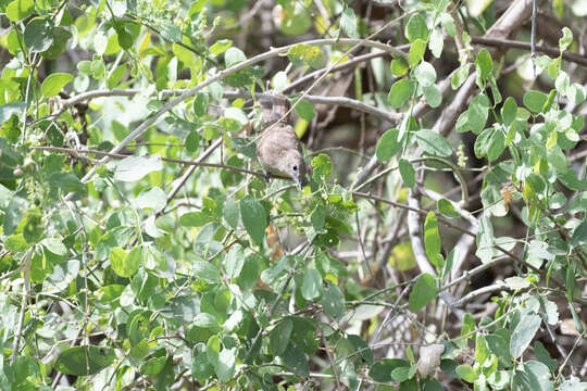 Image of Northern Brownbul