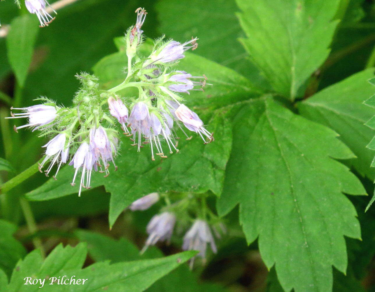 Image of eastern waterleaf