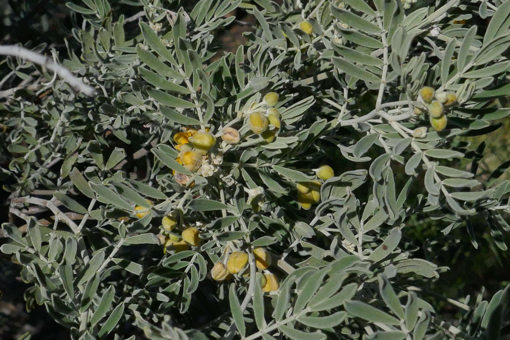 Image of Senna artemisioides subsp. sturtii