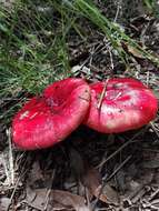 Image of Russula emetica (Schaeff.) Pers. 1796