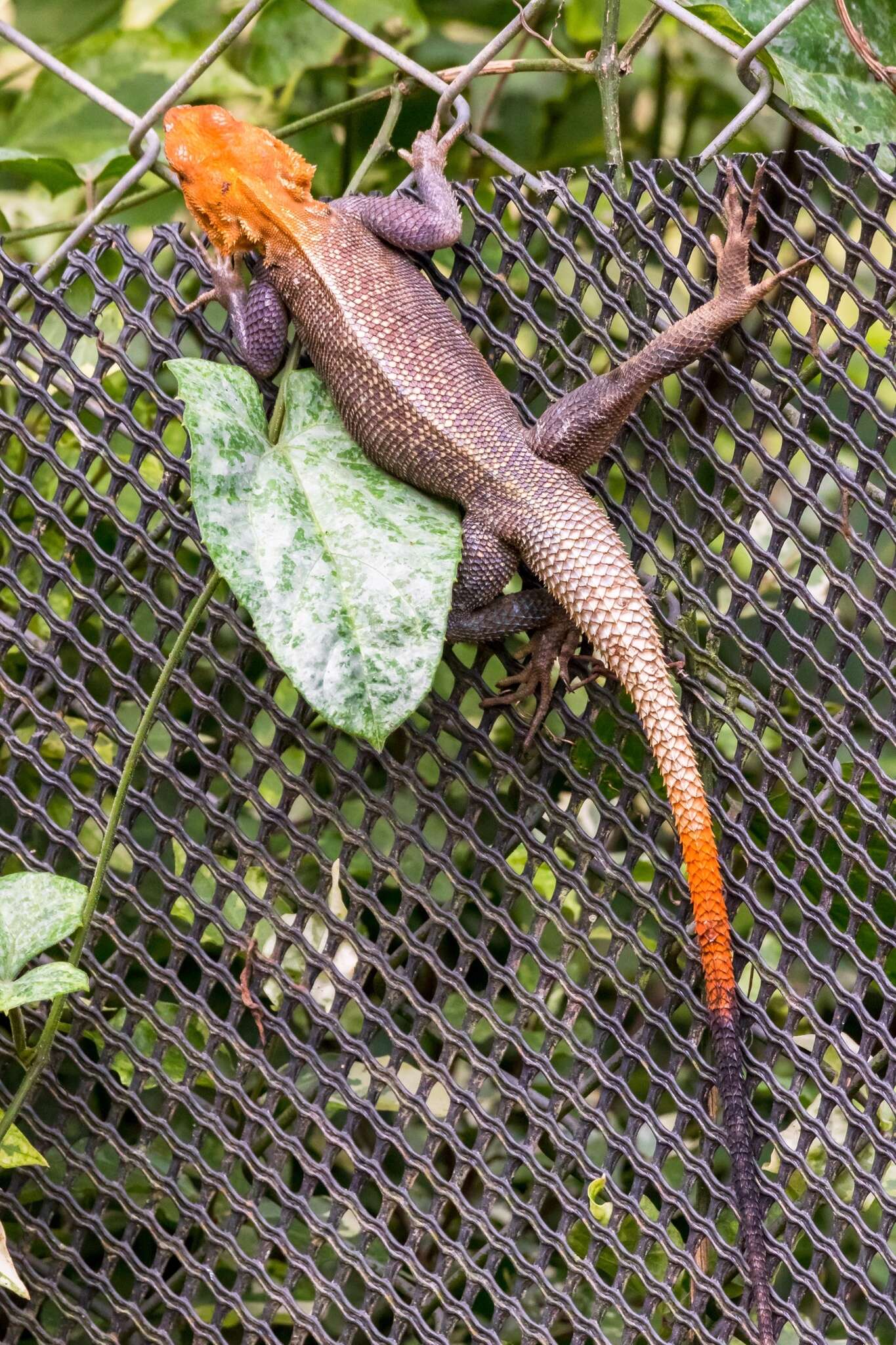 Image of Agama lebretoni Wagner, Barej & Schmitz 2009