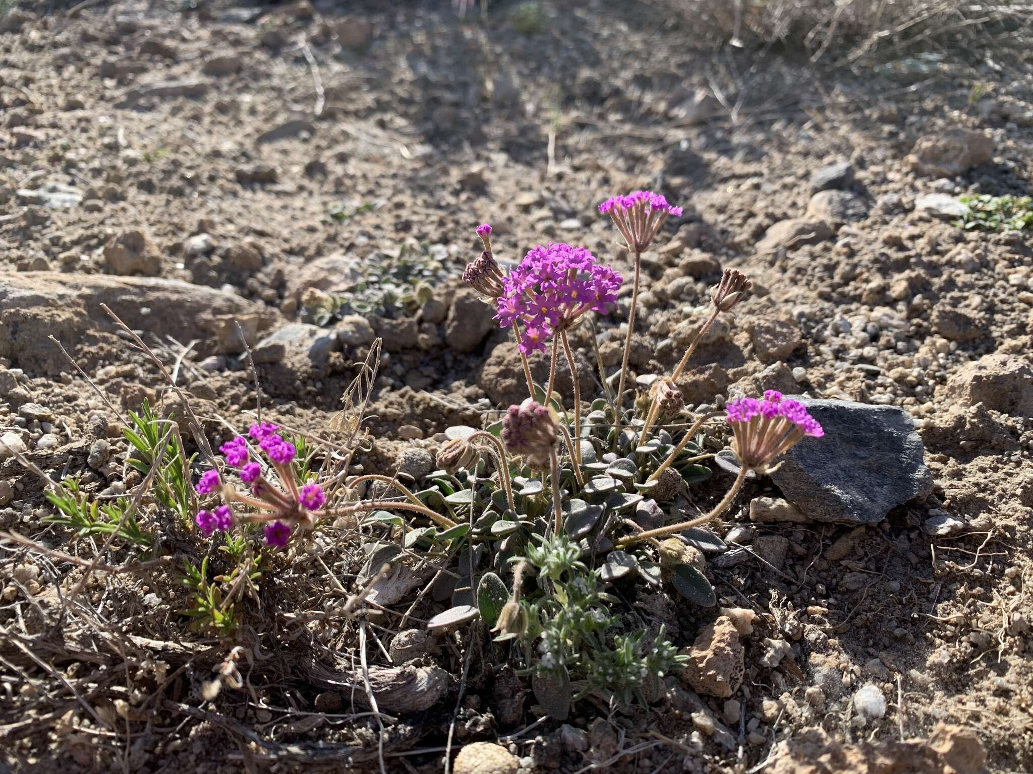 Image of Coville's dwarf sand verbena