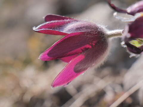 Imagem de Pulsatilla rubra (Lam.) Delarbre