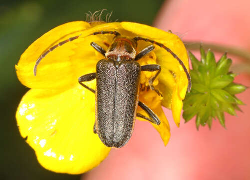 Image of Gaurotes thoracica (Haldeman 1847)