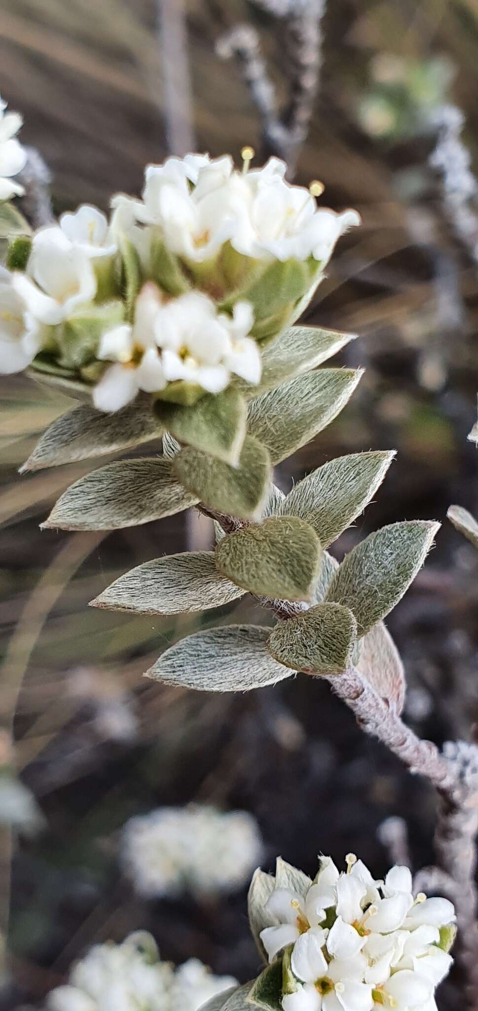 Image of Pimelea concinna Allan