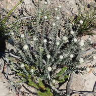 Image of Phylica propinqua Sond.