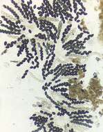 Image of Schizothecium miniglutinans (J. H. Mirza & Cain) N. Lundq. 1972