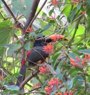 Image of Fiery-billed Aracari