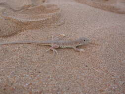 Image of Golden Fringe-fingered Lizard