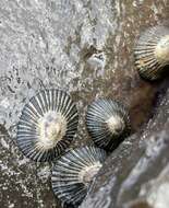 Image of black limpet