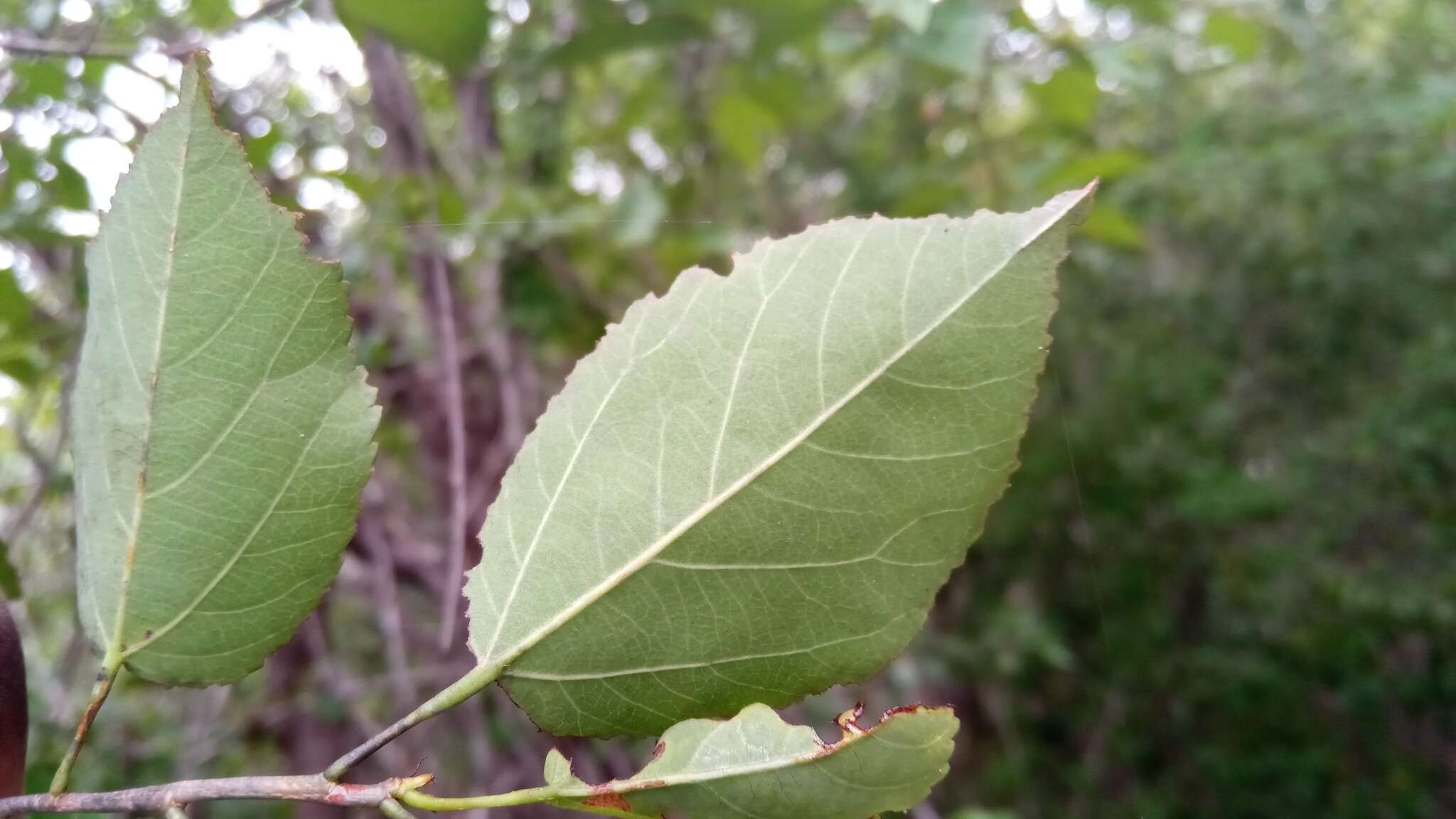 Image of White raisin