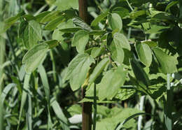 Image of Waxy-Leaf Meadow-Rue