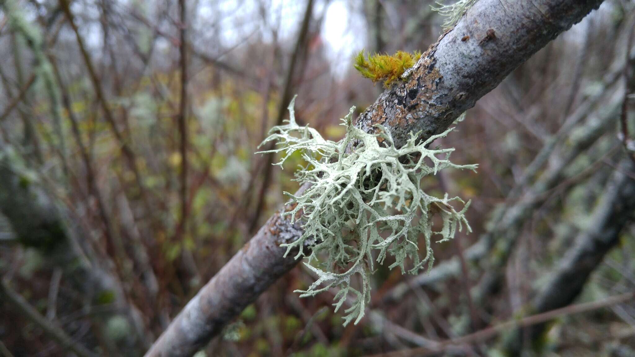 Image of ring lichen