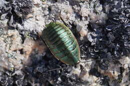 Image of Alpine metallic cockroach