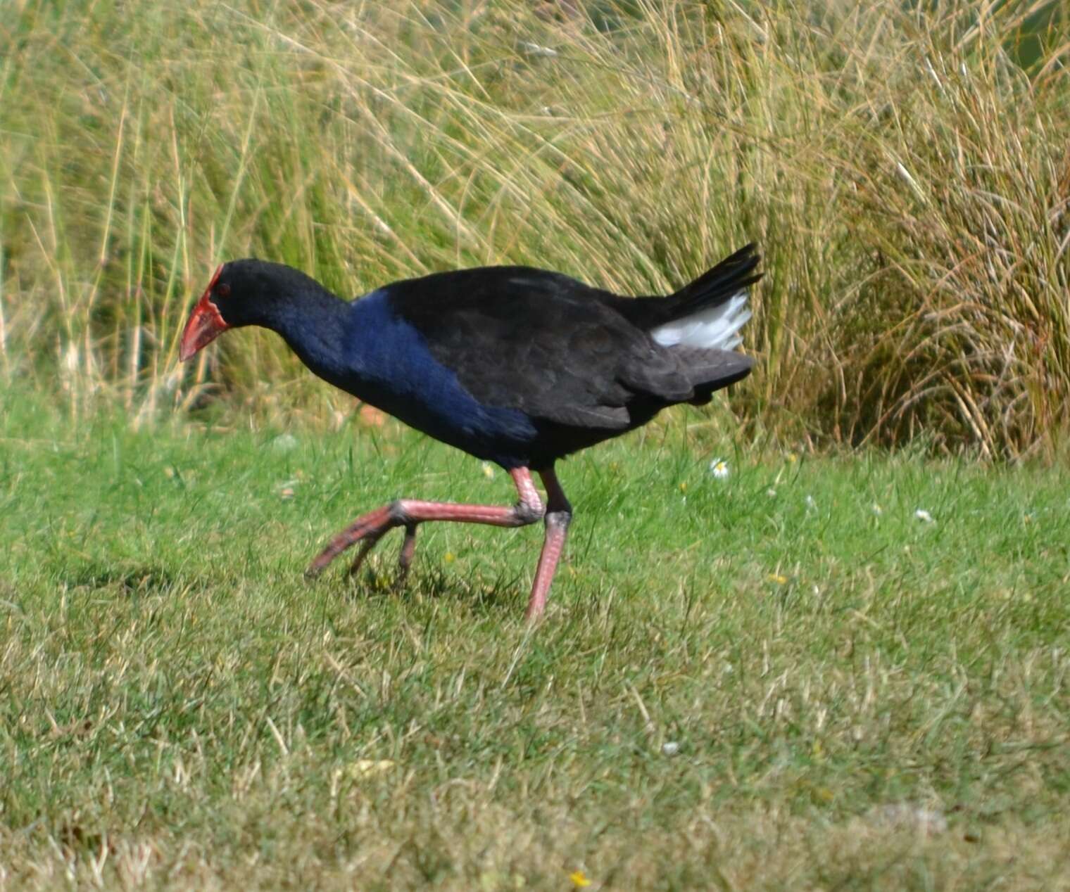 Image of Australasian Swamphen