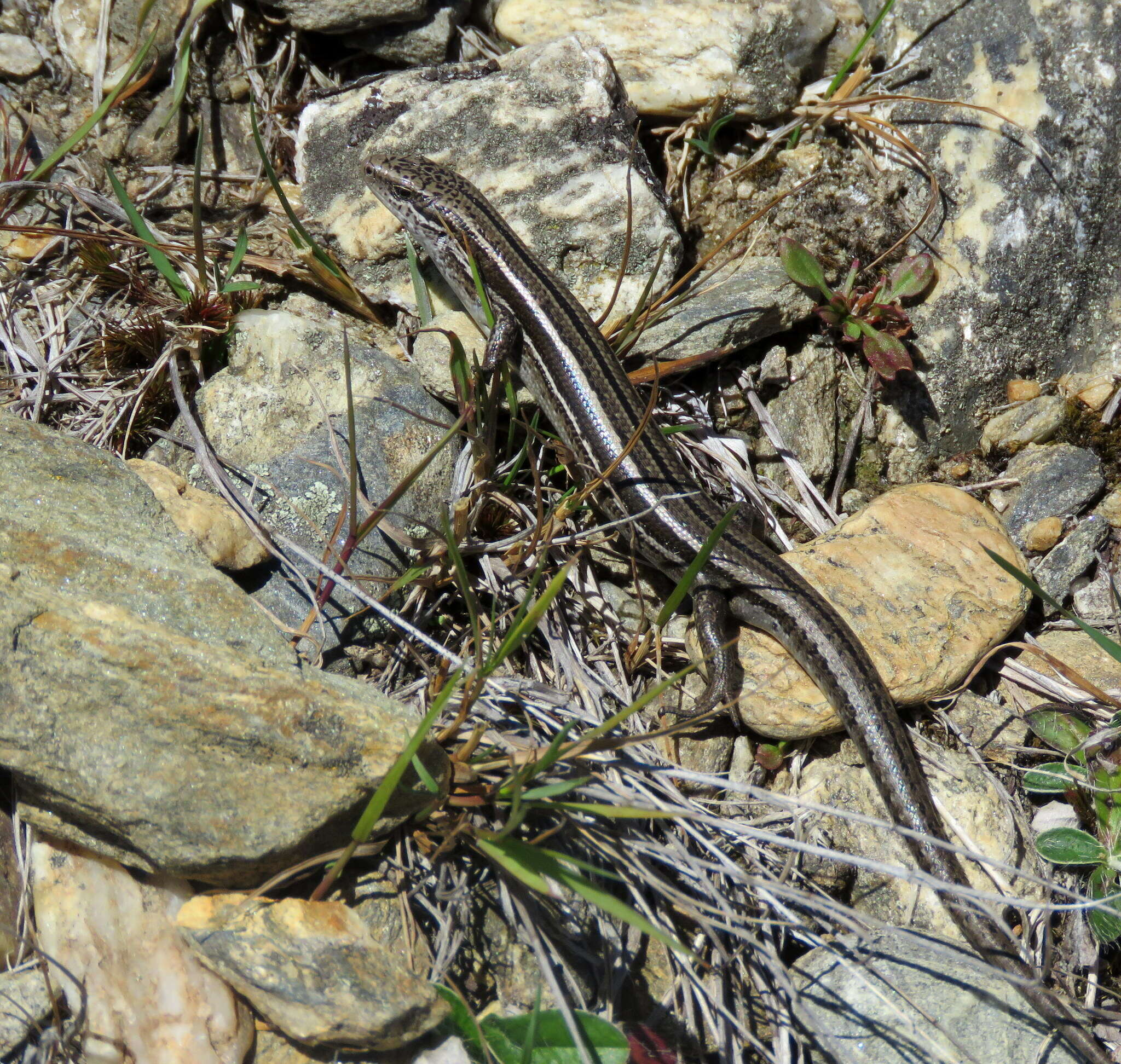 Image of Oligosoma toka Chapple, Bell, Chapple, Miller, Daugherty & Patterson 2011