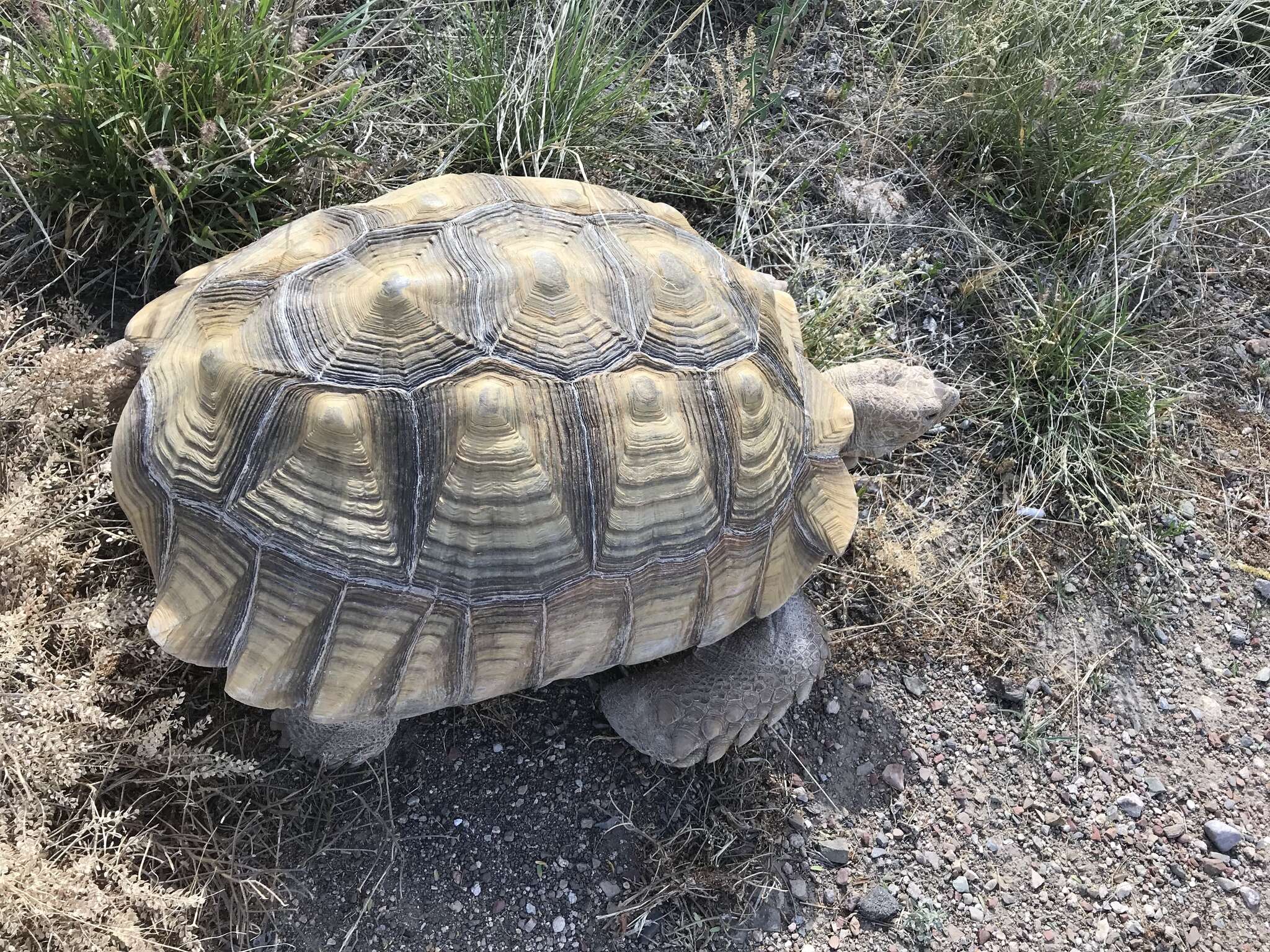 Image of spurred tortoise