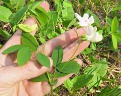 Sivun Lathyrus nevadensis subsp. cusickii (S. Watson) C. L. Hitchc. kuva