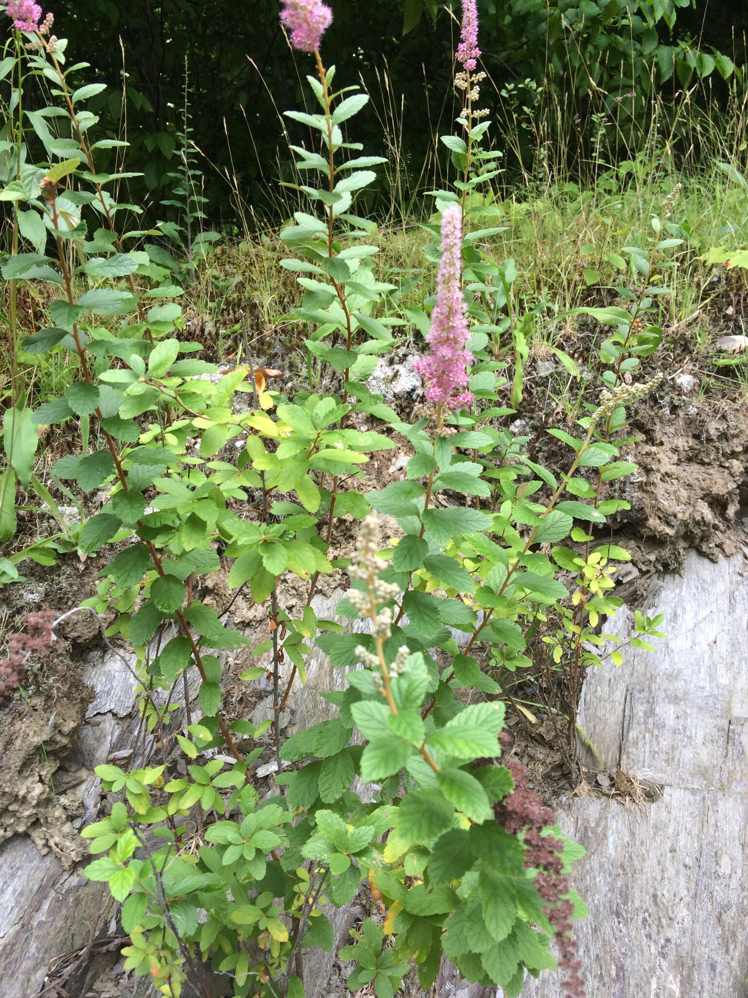 صورة Spiraea tomentosa L.