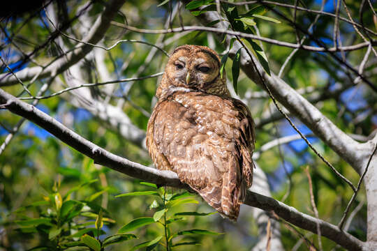 Image of Northern Spotted Owl