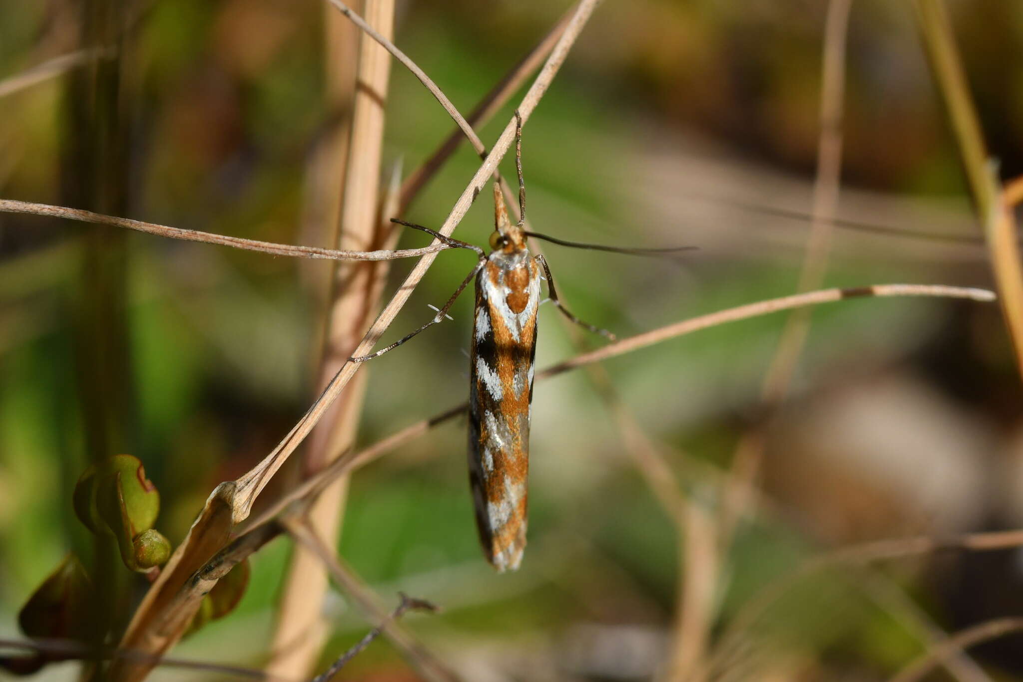 Image of Orocrambus xanthogrammus Meyrick 1882