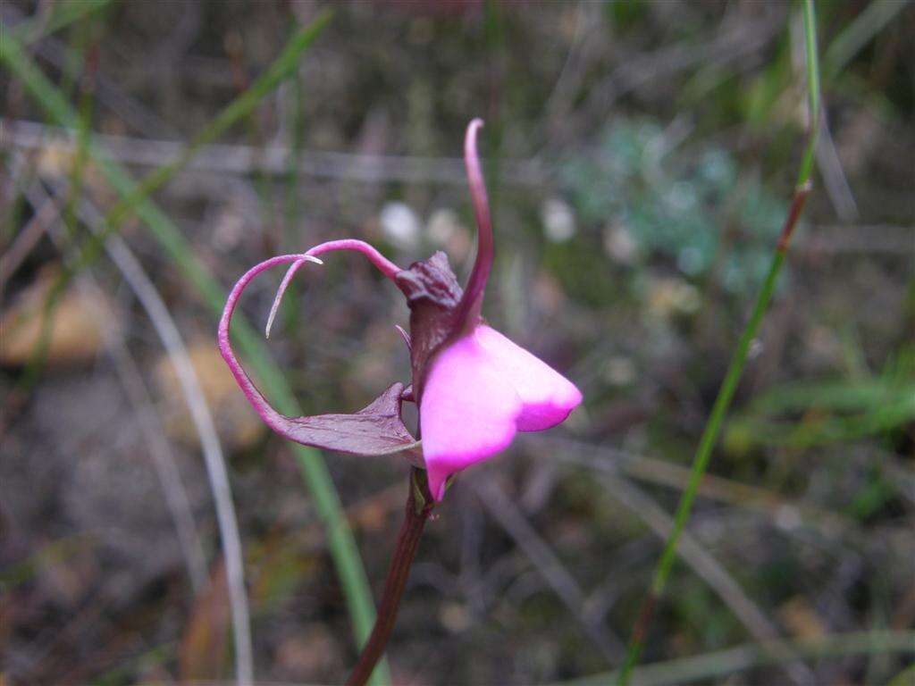 Image of Disperis capensis var. capensis