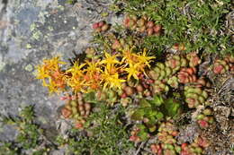 Imagem de Sedum divergens S. Wats.