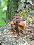 Imagem de Pholiota granulosa (Peck) A. H. Sm. & Hesler 1968