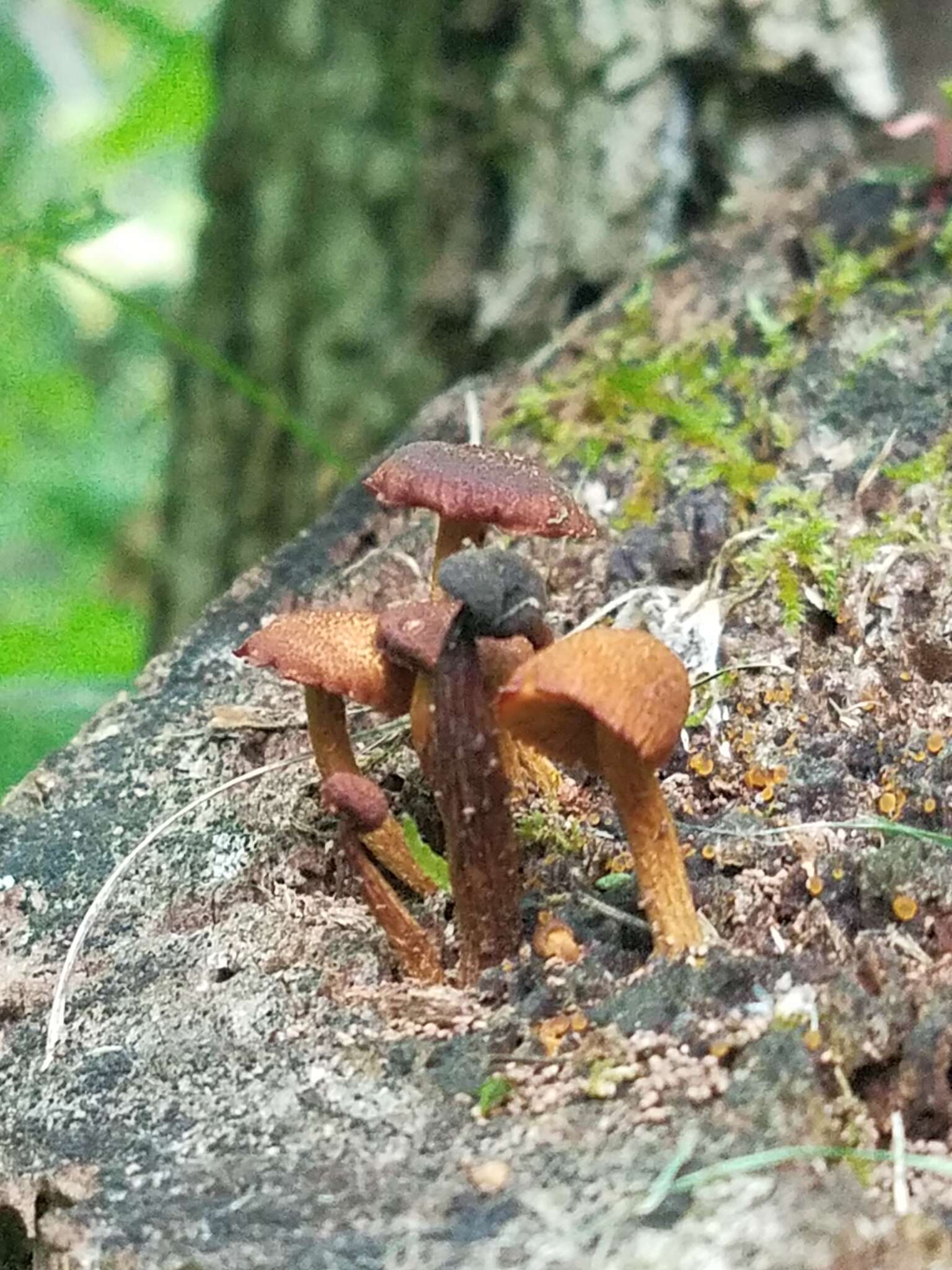 Imagem de Pholiota granulosa (Peck) A. H. Sm. & Hesler 1968