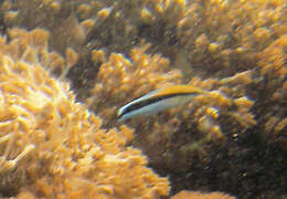 Image of Blue diesel wrasse